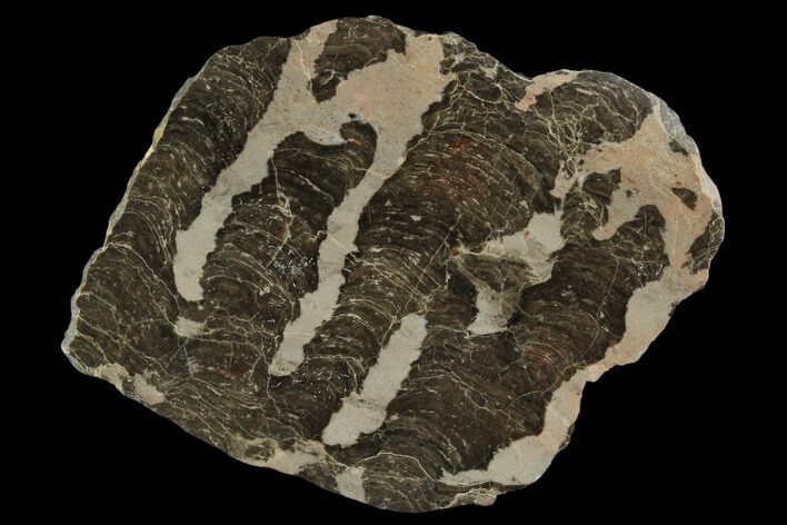Polished Linella Avis Stromatolite - Million Years #129153